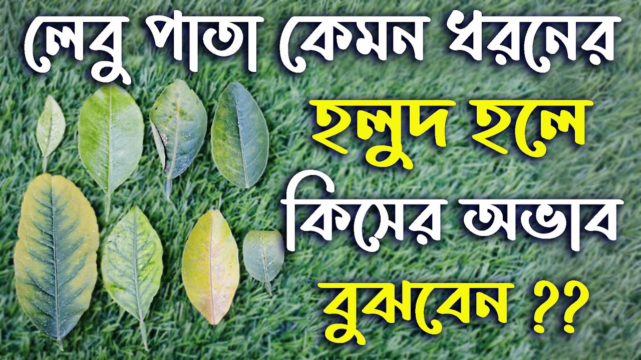 গাছের পাতার সব ধরনের হলুদ সমস্যার সমাধান ! Treatment of all types of yellow leaves !
