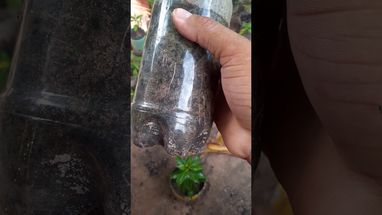 Fazendo mudas de plantas alamandas da flor amarela