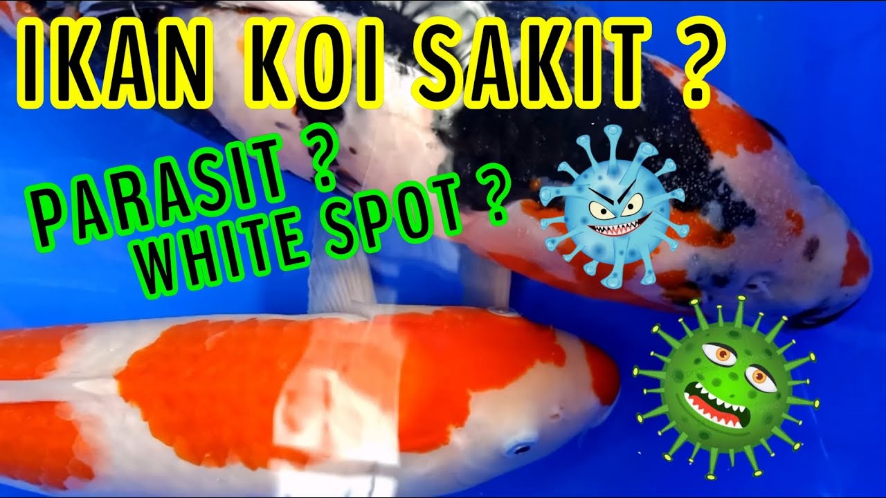 CARA MENGOBATI IKAN KOI SAKIT TERKENA PARASIT !!! 3 HARI SEMBUH ?