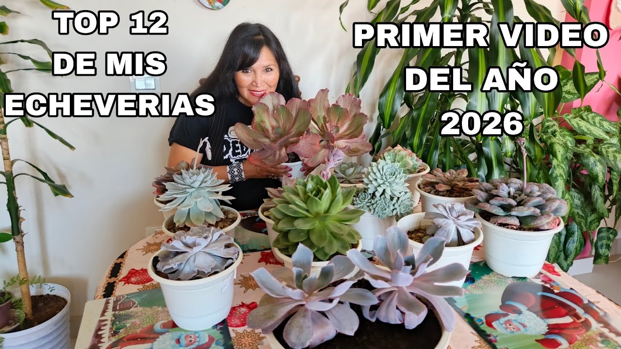 Les presento mi top 12 de mis hermosas Echeverias 