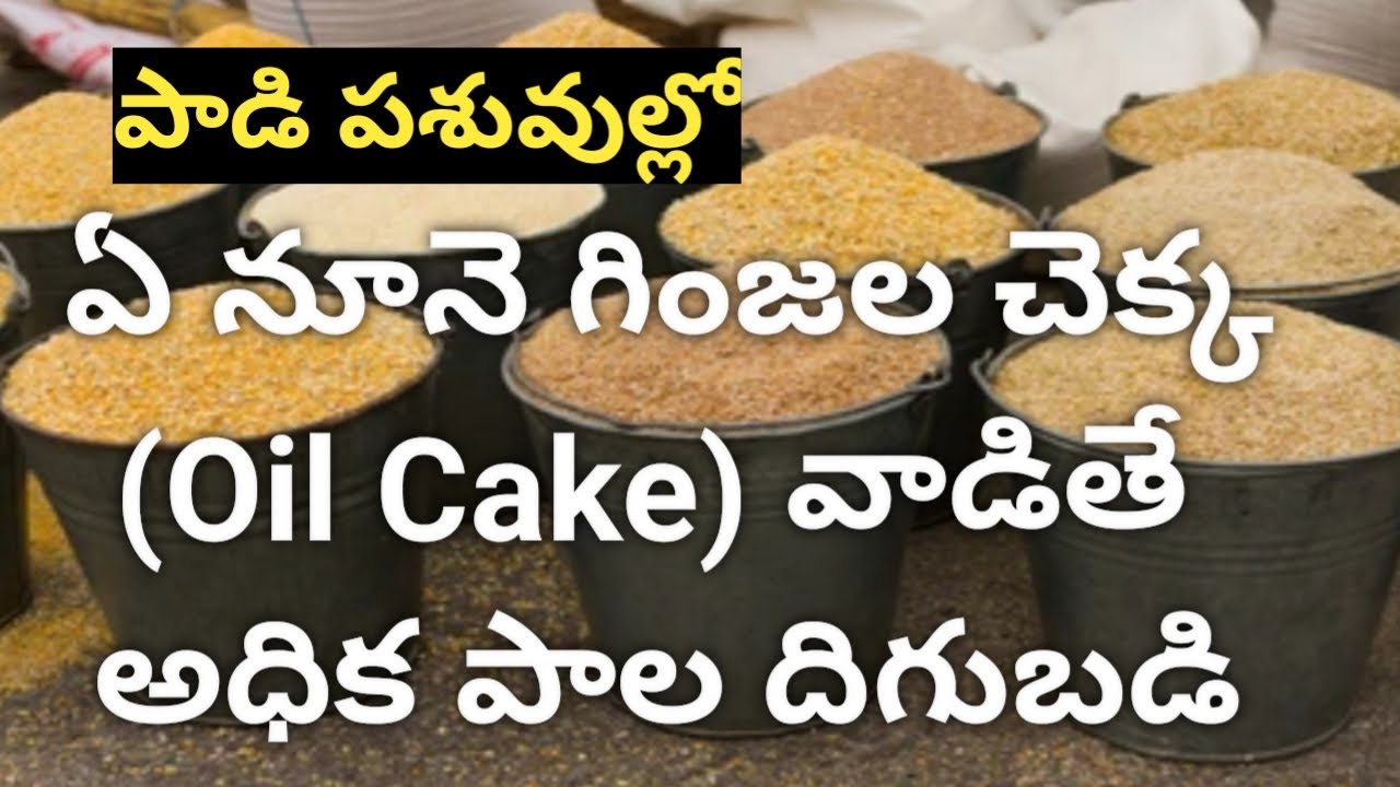 Best Oil Cakes to Increase Milk Production in Buffaloes and Cows | పాడికి శ్రేష్ఠమైన నూనెగింజల చెక్క