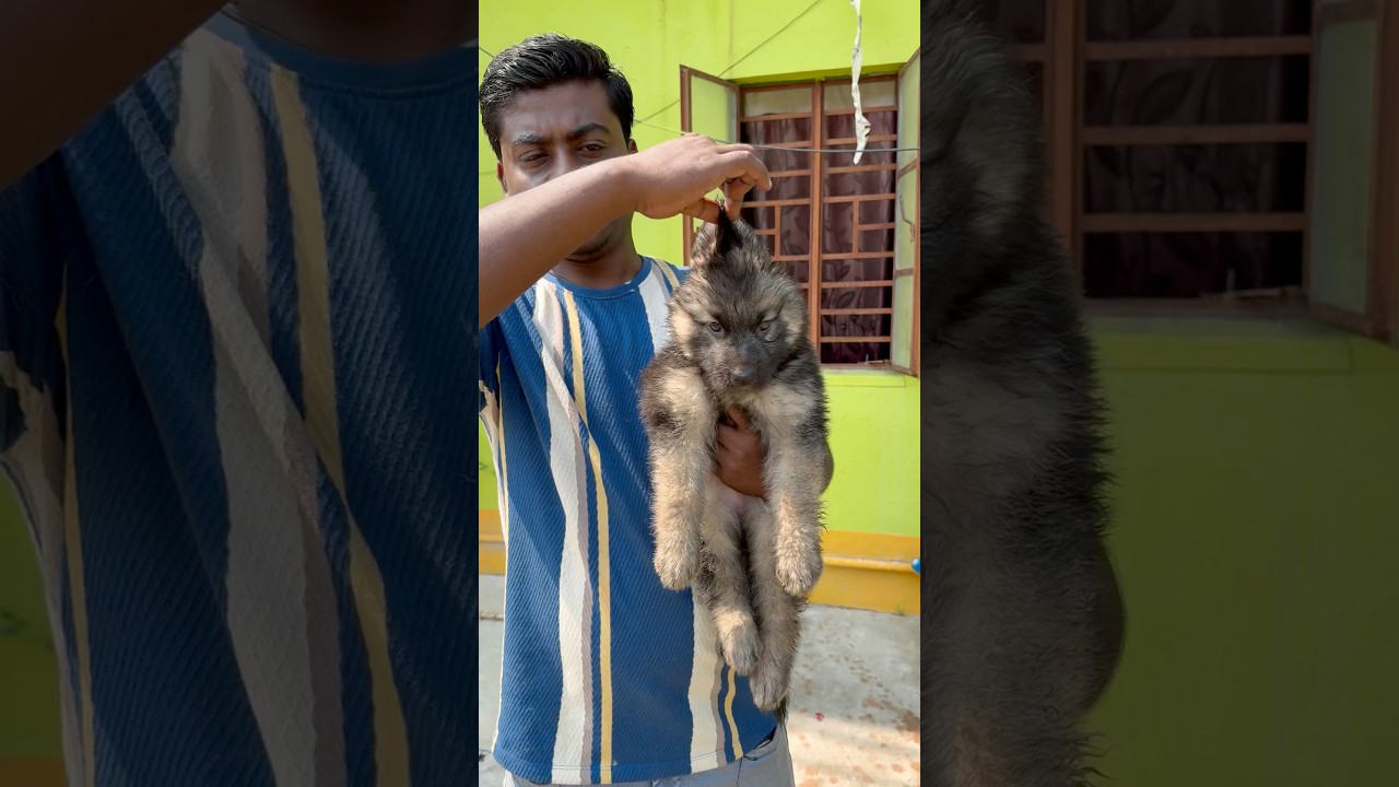 Long Coat German Shepherd Puppy Sale Low Price. #pets #dogbreed