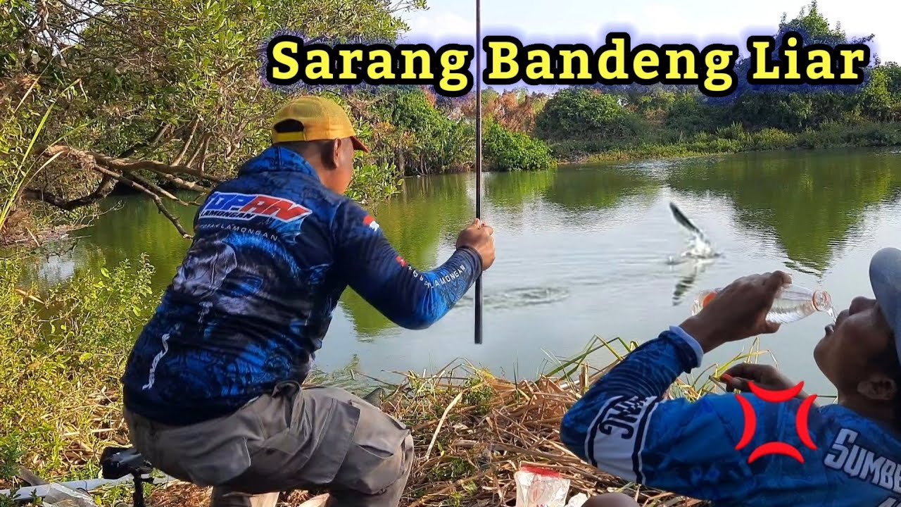 Gila.. Mancing panen bandeng liar di sungai habitat aslinya