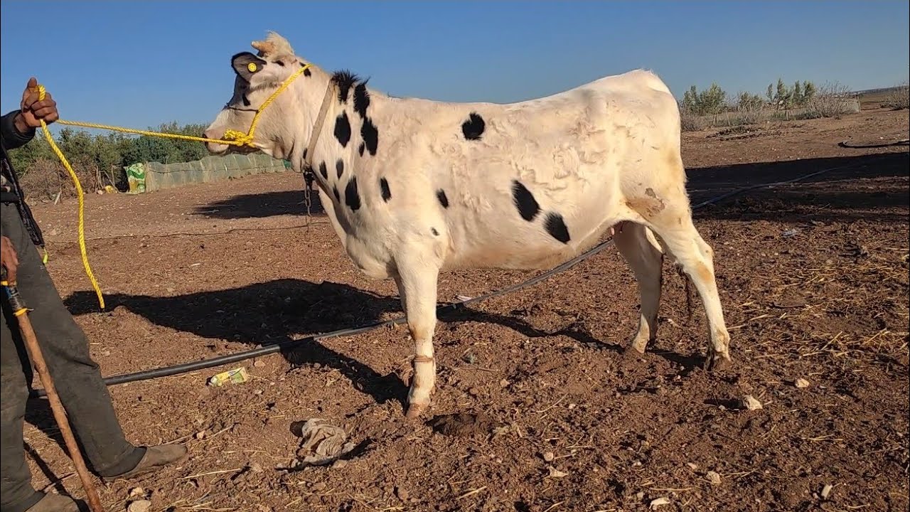 3الضروبات 2معمرات والتالتة دافعة،بقرة والدة.عجل بلجيكي وملقحة للبيع نواحي سطات 0610977821/0715014456