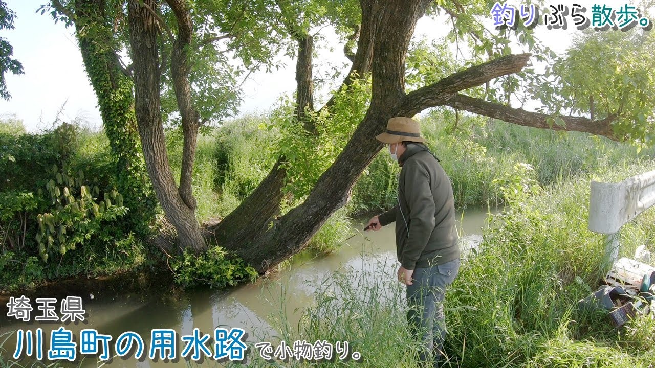 川島町の用水路で小物釣り。暑い日は木陰で釣るのが最高です！