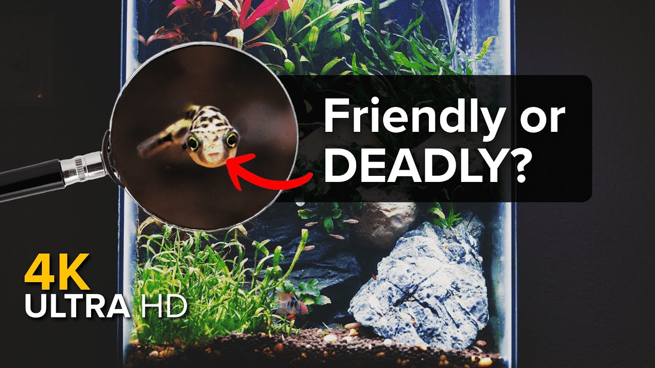 Pea Puffer Aquarium Guide | My tank Ep. 5