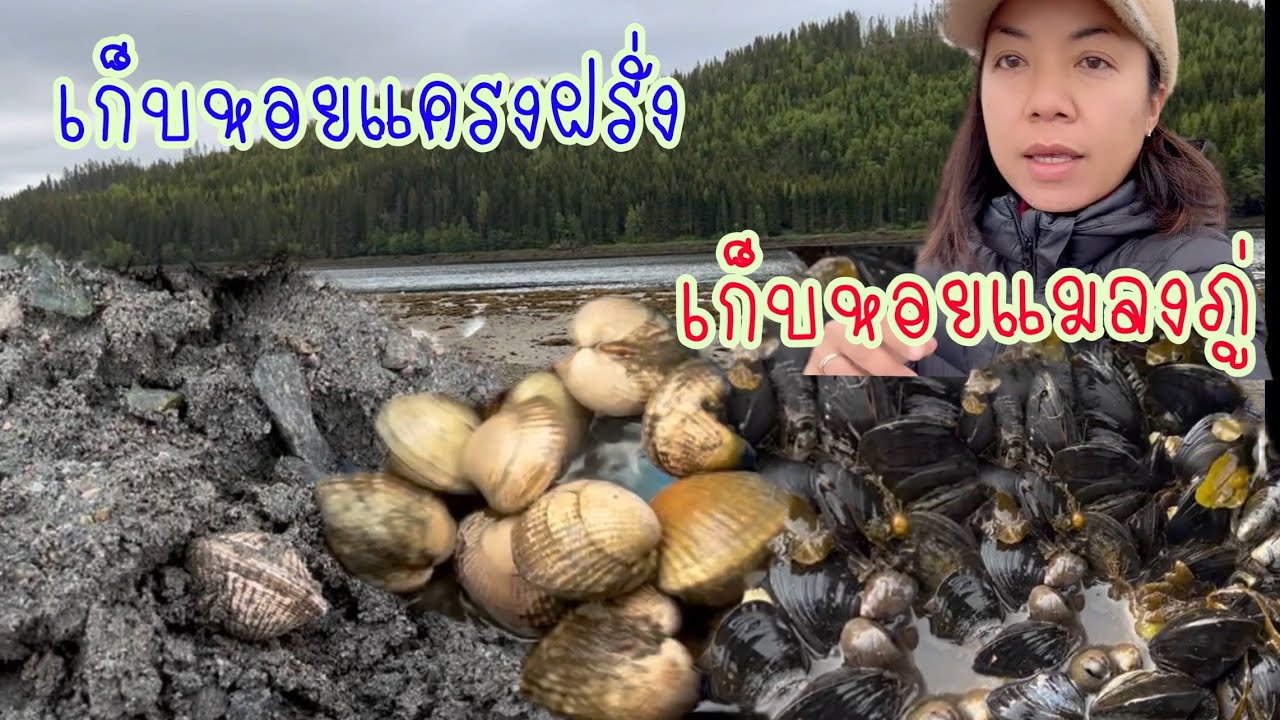 ลงทะเลแต่เช้ามาเก็บหอยแครงหอยแมลงภู่ บรรยากาศหมู่บ้านงามคักจ้า04.06.23