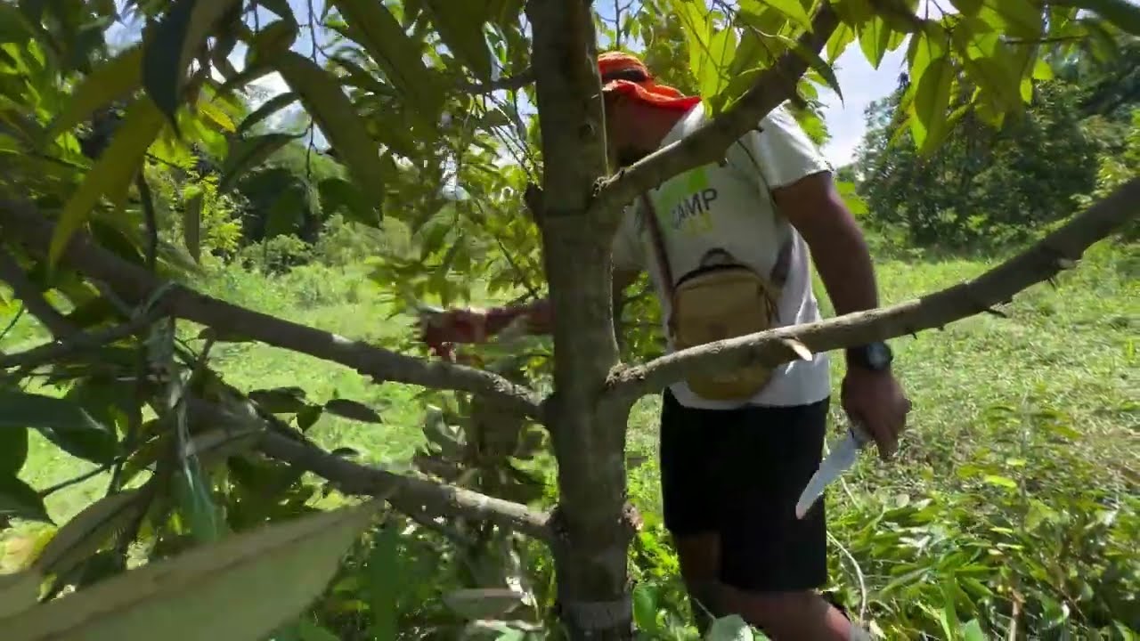 Pruning Kebun Durian Cikopo Waktunya Kita Rawat Kembali
