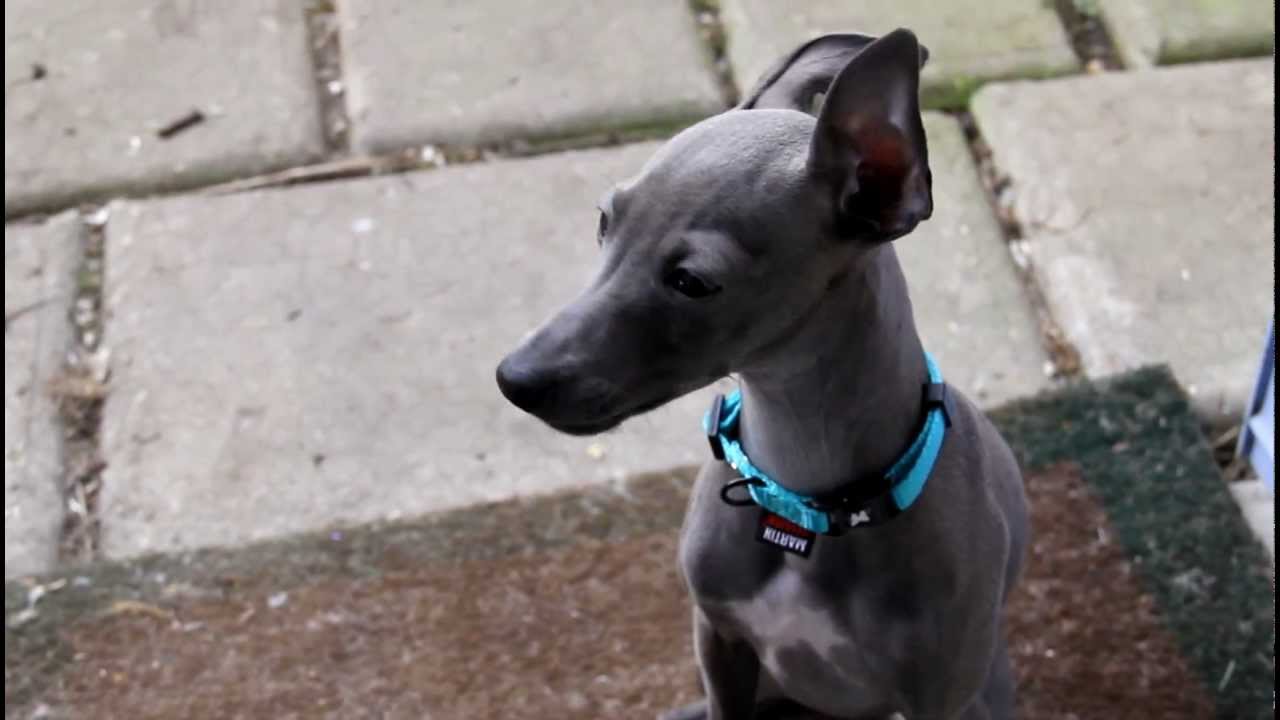 Heylli'Xyr - Petit l&eacute;vrier italien - 26 f&eacute;vrier 2013