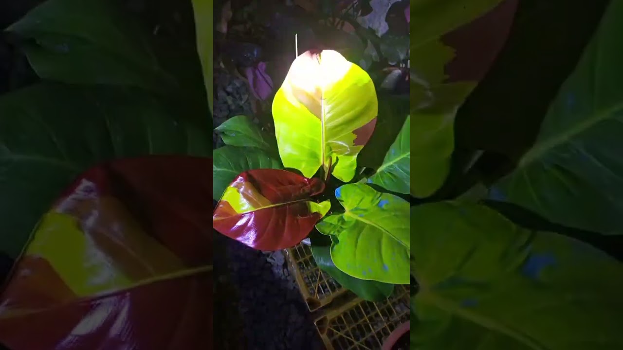 Maliwanag na sa munting greenhouse 