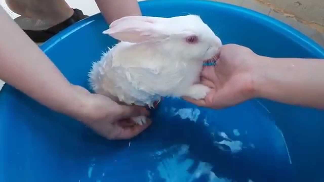 washing our little bunny