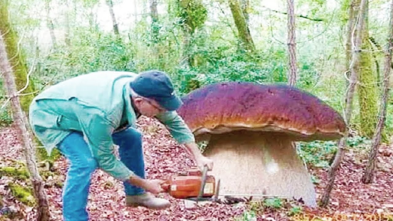 ГРИБЫ ЭТО ШОК!!! МЕГА ОГРОМНЫЙ Белые грибы БОЛЕТУС !🍄🍄 Сбор грибов