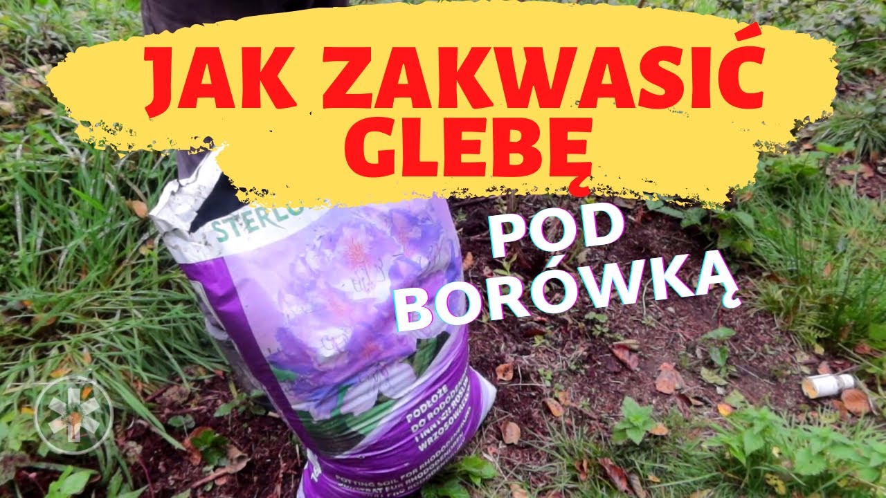 Jak zakwasić glebę pod borówką?