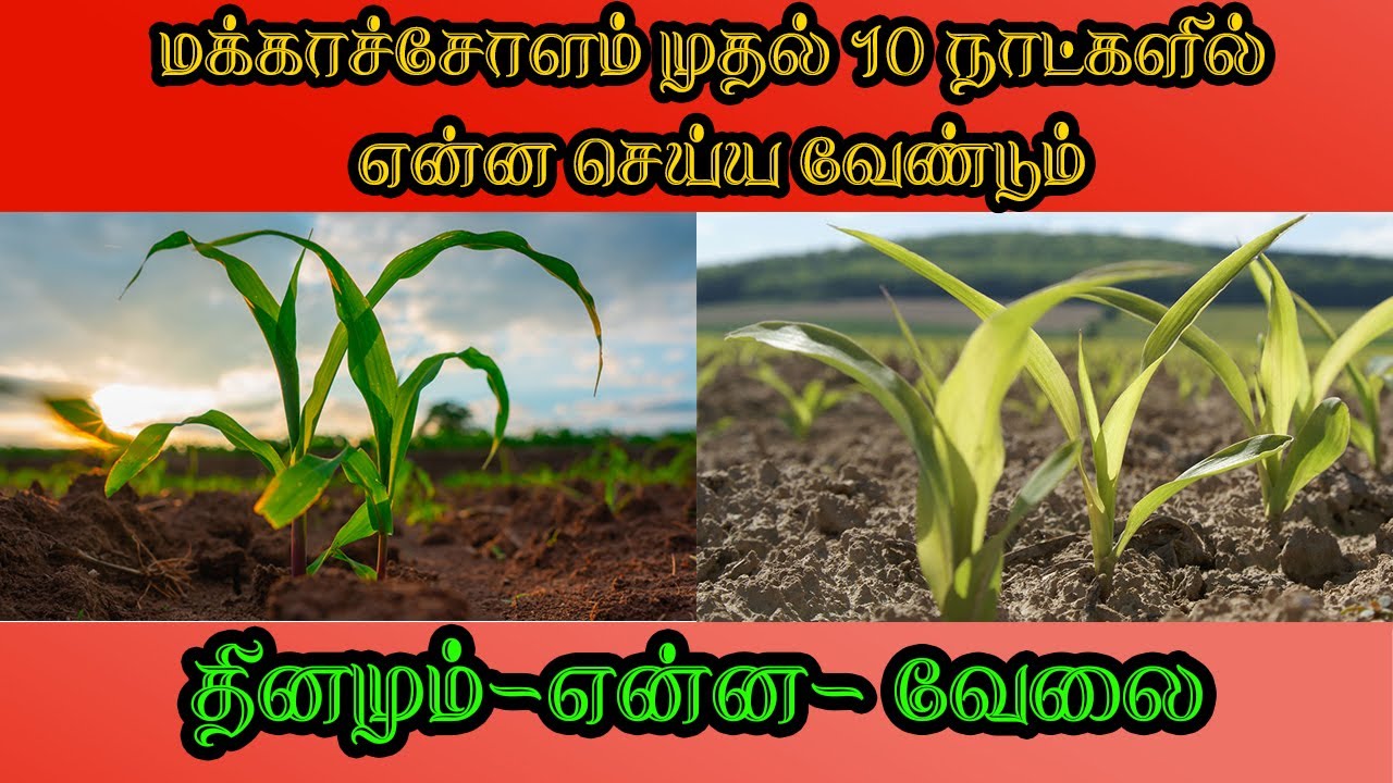 மக்காச்சோளம் முதல் 10 நாட்களில் என்ன செய்ய வேண்டும் | First 10 days Maintanance | Maize | Corn