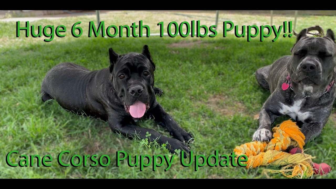Huge Cane Corso Puppy! 100lbs 6 Months | Mad River’s Ozai