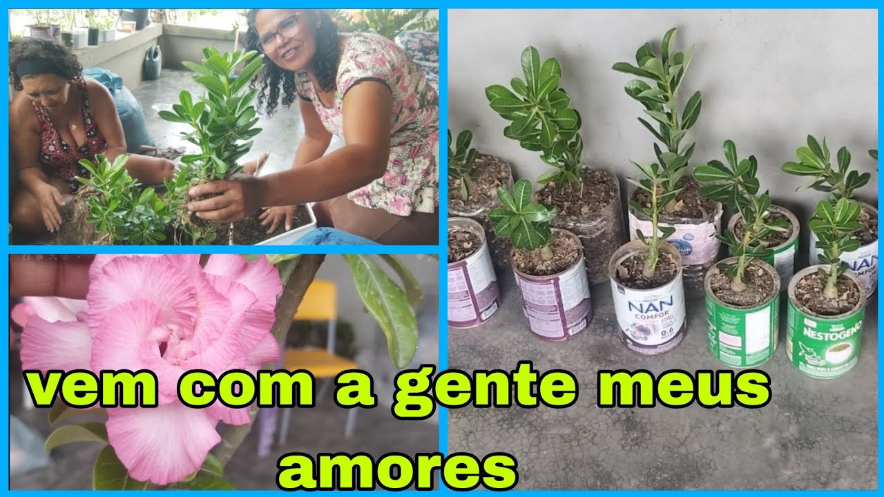 VEM COMIGO MEUS AMORES FAZER REPLANTE DE UMAS MUDAS DE ROSAS DA AMIGA MARIA 