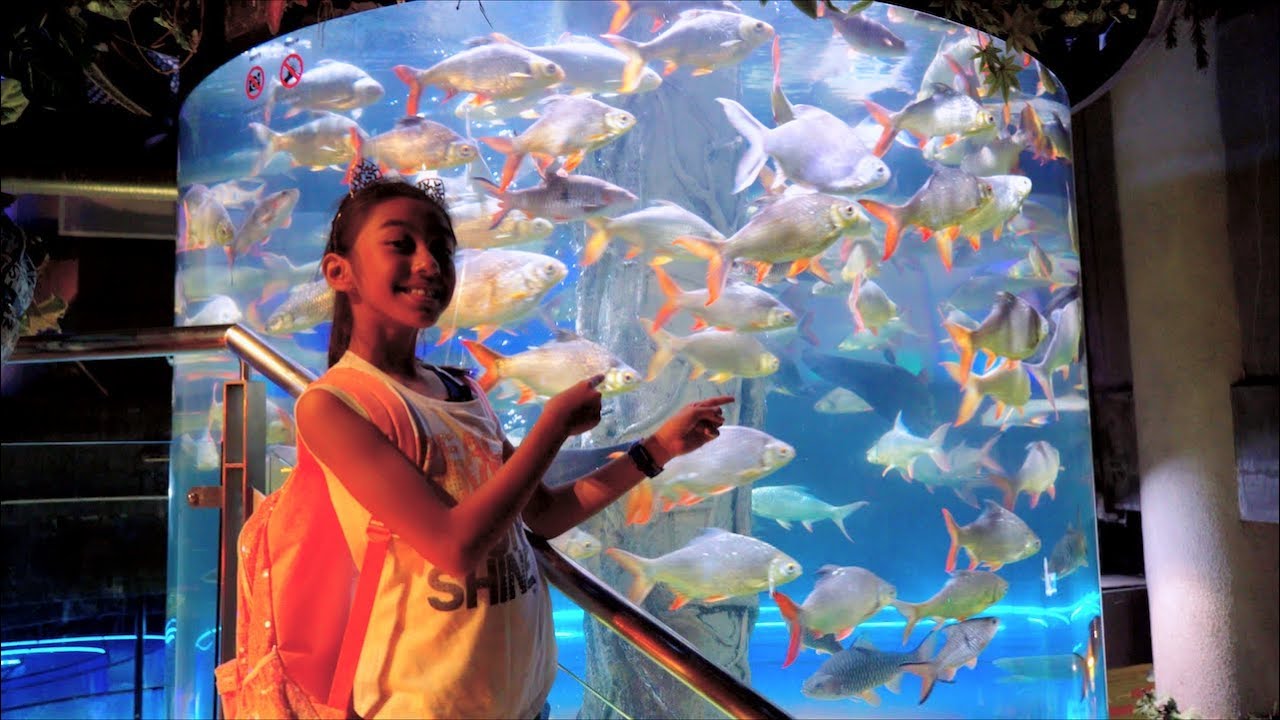 Vlog Nayfa Di AQUARIA KLCC MALAYSIA
