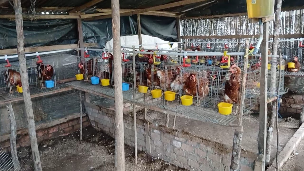 Auto Kaya kalau Begini Terus | Panen Telur Ayam