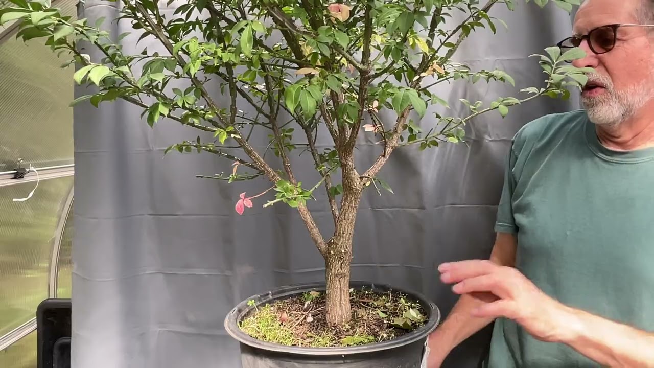 Burning Bush Nursery Stock. Initial Pruning.  1-Oct-2023