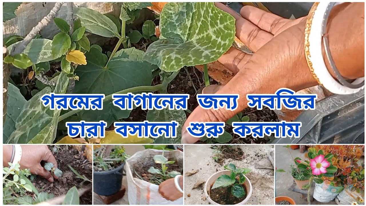গরমের বাগানের জন্য সবজির  চারা বসানো শুরু করলাম।