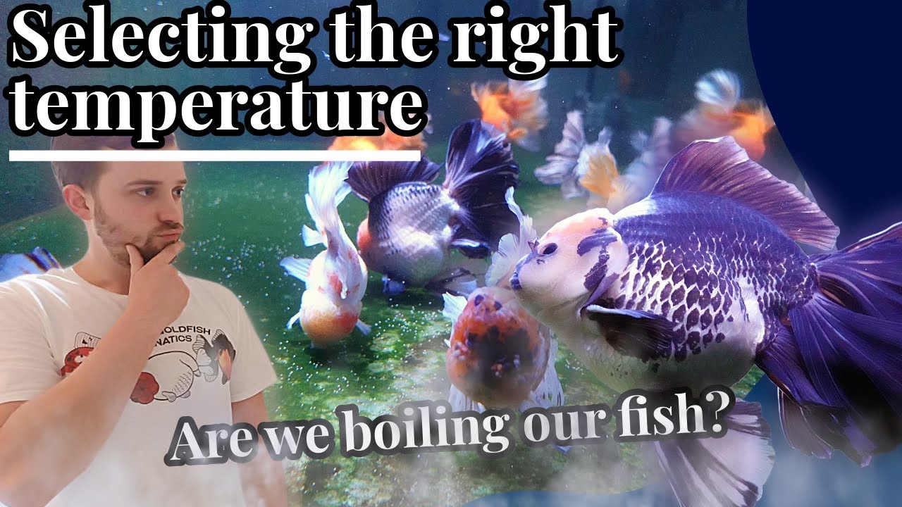Goldfish water temperature? | COLD or HOT? | Goldfish VS water temperature | What is right?