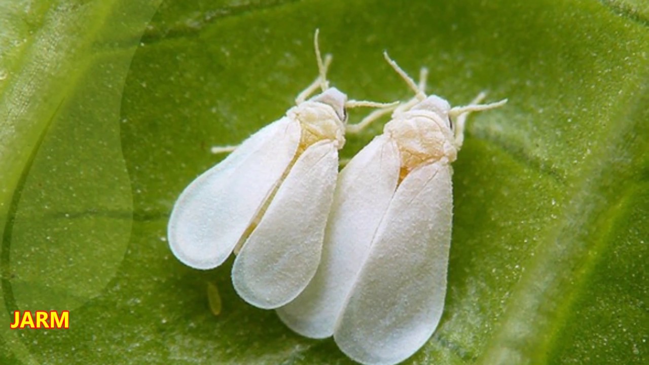 ¿Cómo hacer una sencilla trampa para la mosca blanca?