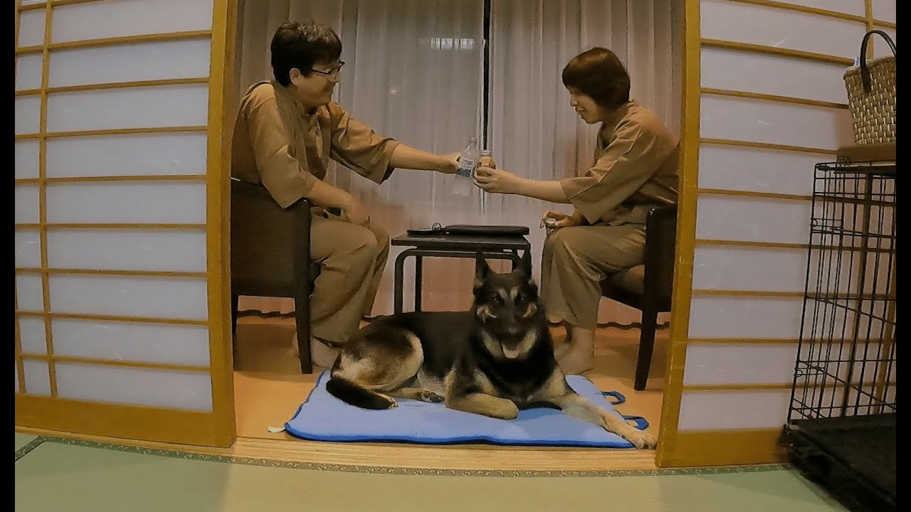 ジャーマンシェパードと初めて旅行したら、めちゃめちゃ楽しかった！