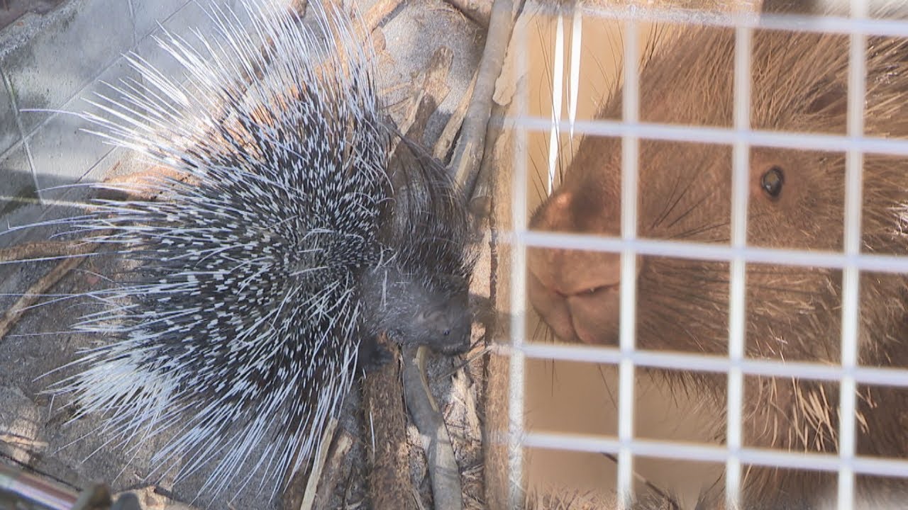 岡山市の池田動物園で生まれたヤマアラシ「ハッシュ」がとくしま動物園へ　岡山