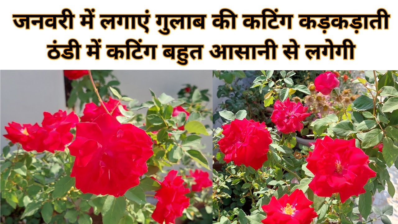 जनवरी बेस्ट टाइम है गुलाब की कटिंग लगाने का गुलाब की कटिंग इस टाइम पर बहुत आसानी से लग जाएगी