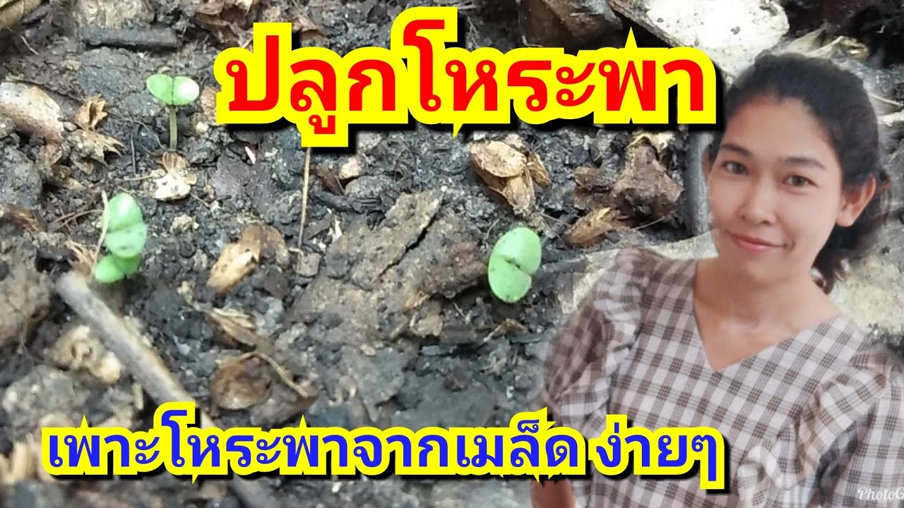 ปลูกโหระพา. จากเมล็ด Thai Basil :Nook Channel