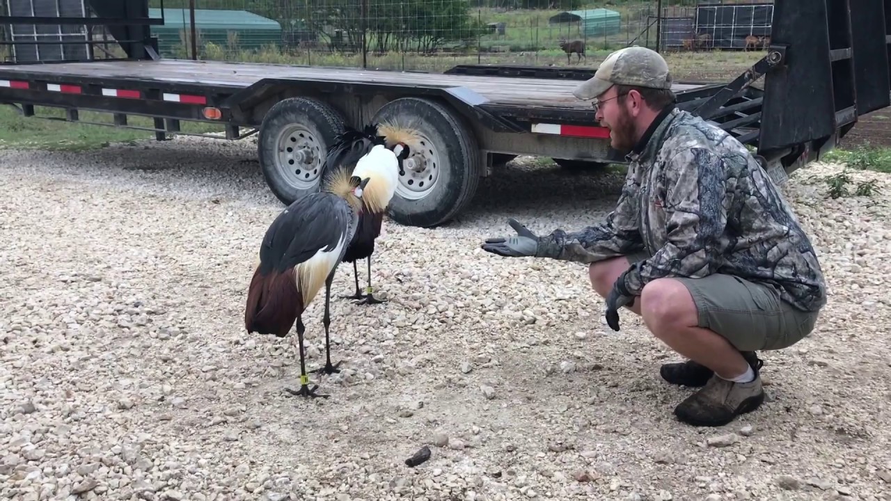 African Crowned Crane Call at Stewards of Wildlife