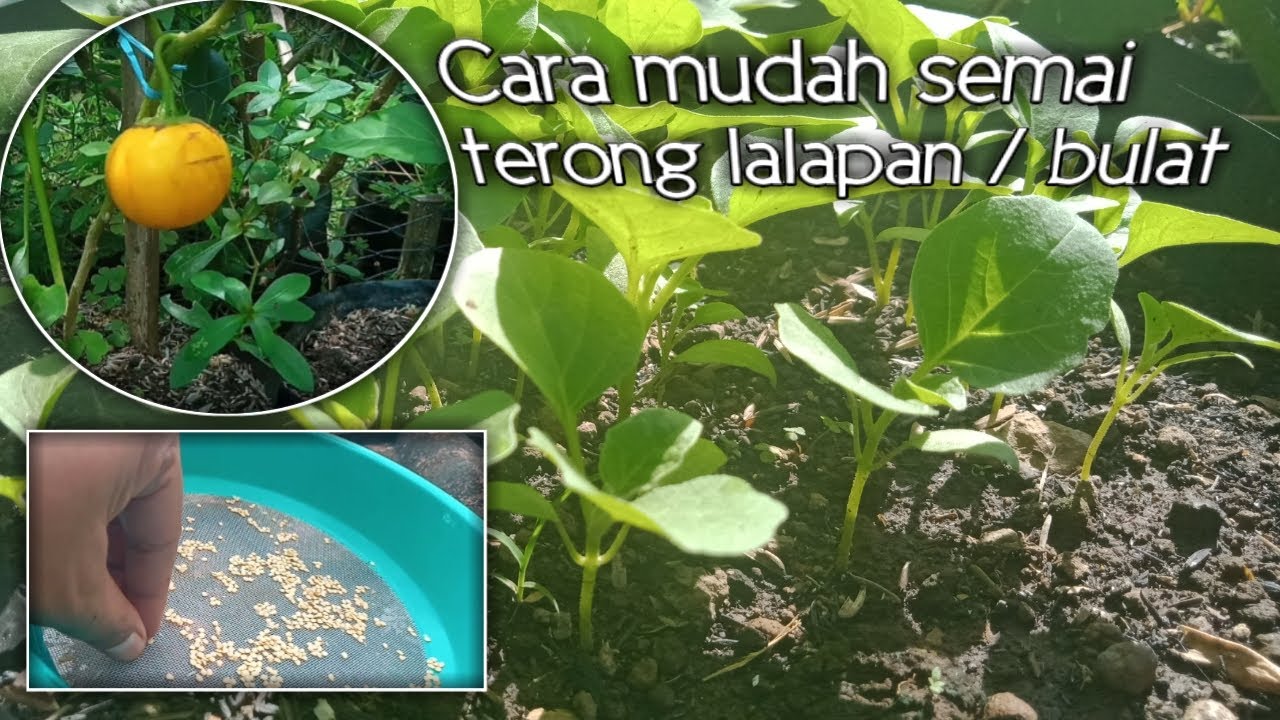 Cara semai terong lalapan , terong bulat benihnya langsung dari pohon