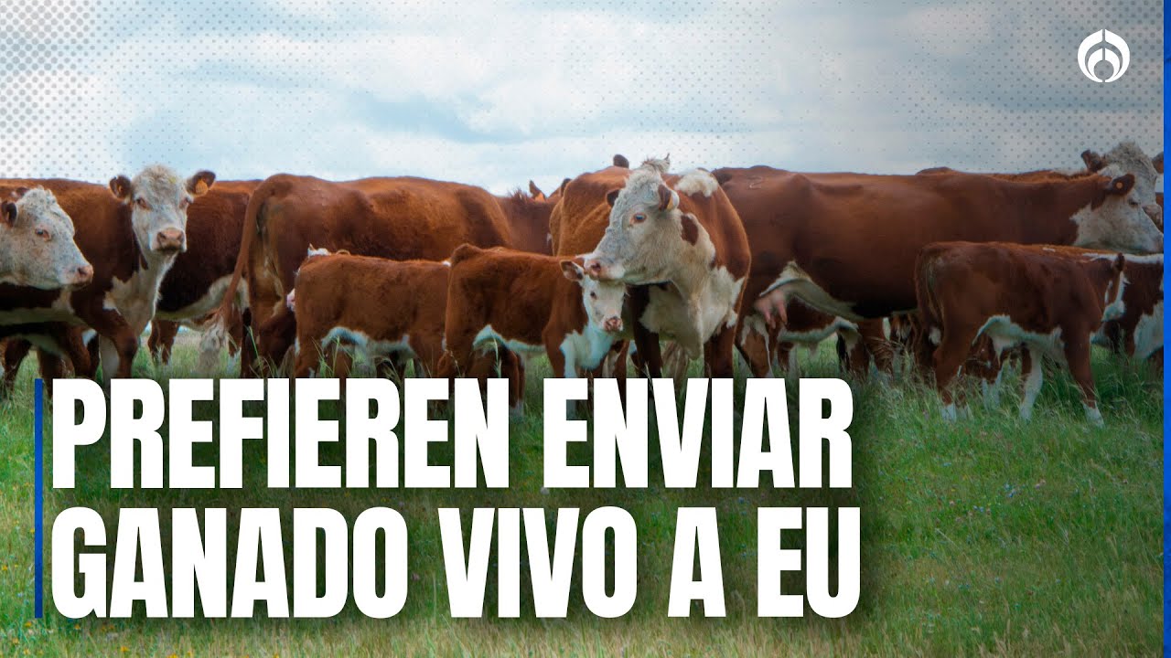 Ganaderos no ven con buenos ojos propuesta de volverse empacadores de carne