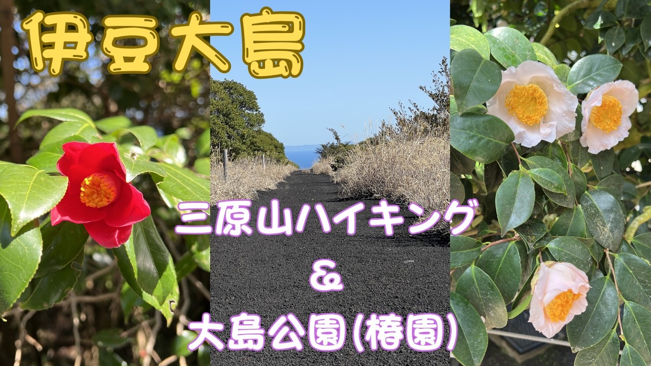 【伊豆大島 　三原山ハイキング・大島公園椿園】荒々しい火山地形と、色鮮やかな椿のコントラストが圧巻の旅