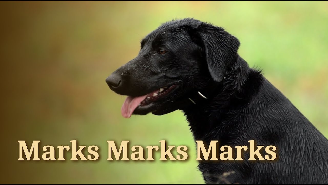 Marks Marks Marks