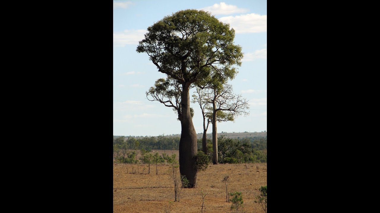 Brachychiton rupestris  -  El árbol botella de Queensland  - La Expedición Botánica del siglo XXI