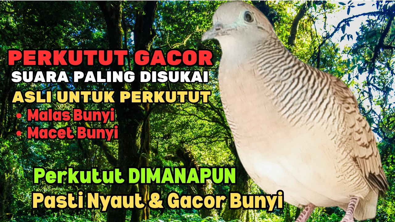 PERKUTUT LOKAL GACOR PALING DISUKAI 🐦 Suara Asli Bikin Semua Perkutut Dimanapun Pasti Nyaut