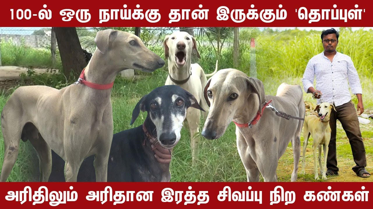 அரிதிலும் அரிதான இரத்த சிவப்பு நிற கண்கள்|சிவ சித்து நாய்கள் ஆராய்ச்சியாளர் Part 2| Indian Dog Breed