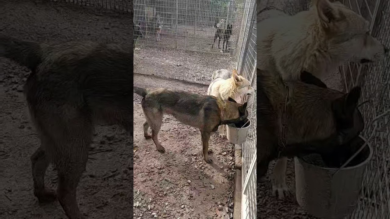 POOR BELGIAN SHEPHERD is showing signs of manic behavior after escaping euthanasia 🥺🐾