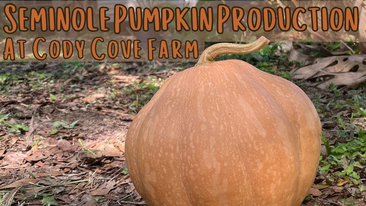Seminole Pumpkin - Heavy Production at Cody Cove Farm