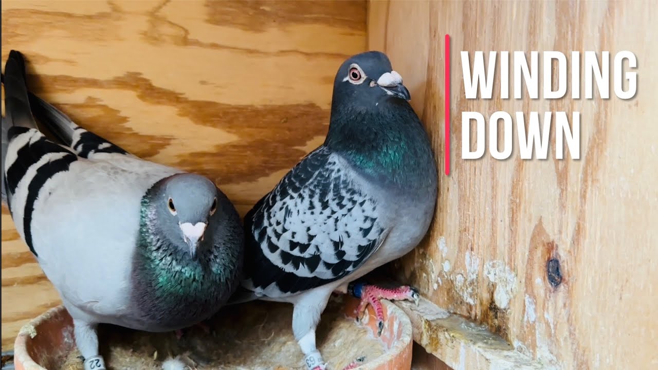 Racing pigeons 2024 breeding winding down