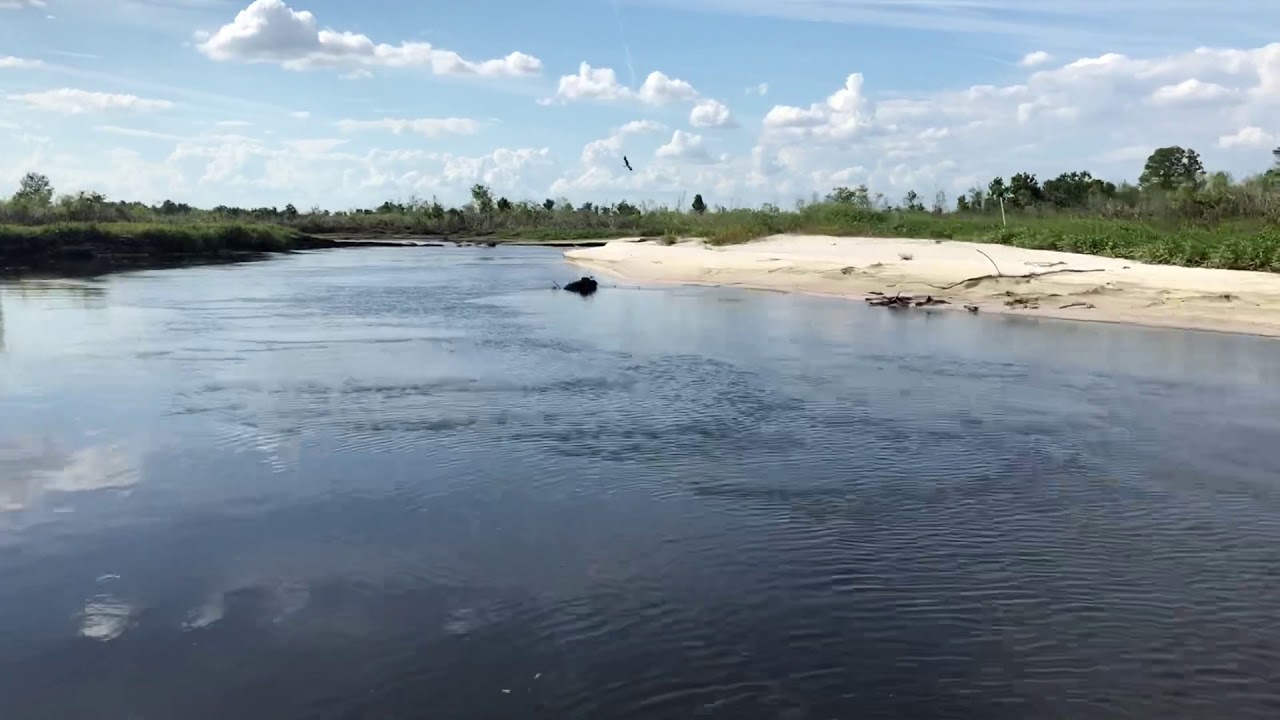 Kissimmee River on JetSki ... So many Alligators!