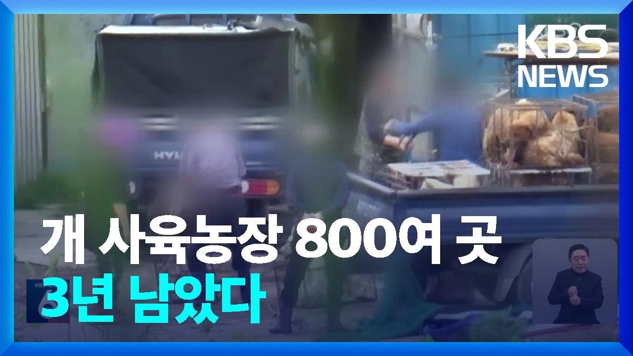 ‘개 식용 금지 특별법’ 추진에 사육농 반발…전면 금지 가능할까 / KBS  2023.12.04.