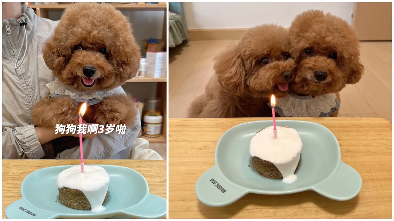 又有隻狗狗3歲生日了！生日快樂🎂