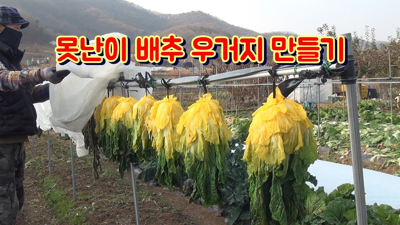 버리기 아까운 못난이 배추로 우거지 만드는 새로운 방법