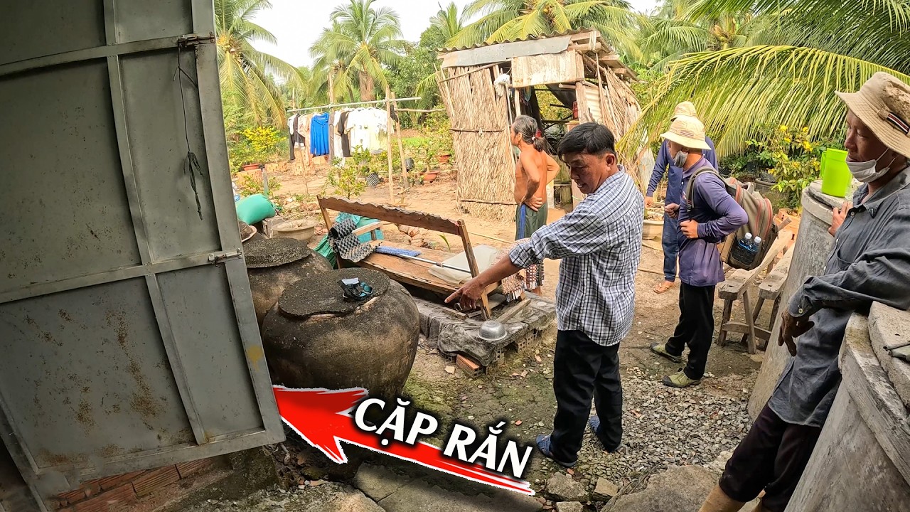 Đi Tìm Cặp Rắn, Bò Cùng Nhau Khi Về Đêm | TGSB #1092
