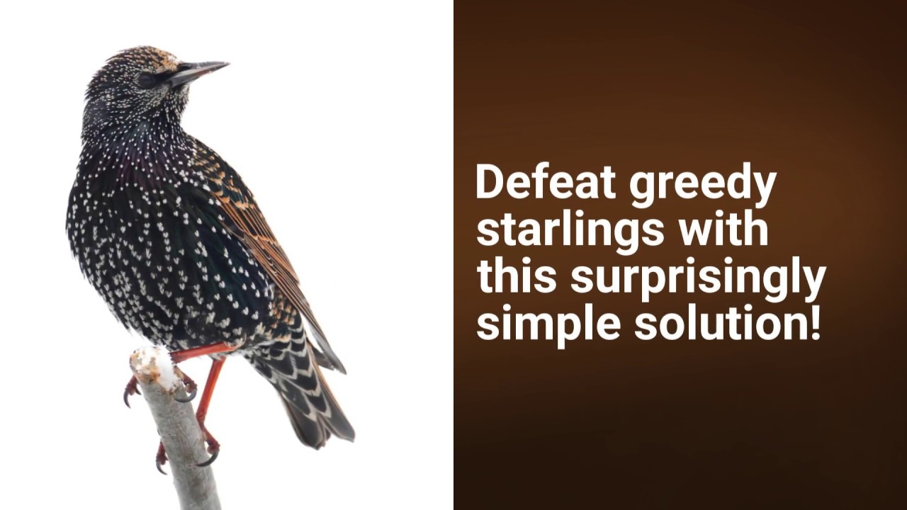 Defeat Starlings: Upside down Suet Feeders