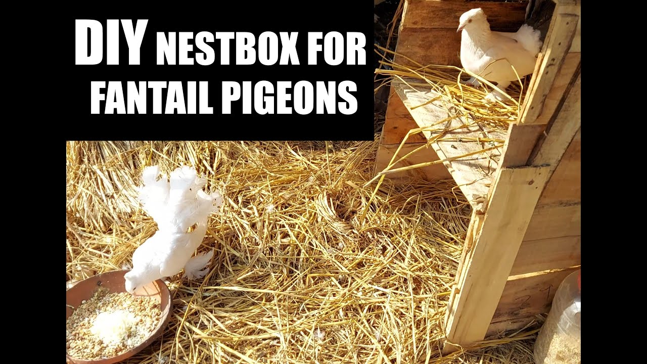 DIY NESTBOX FOR FANTAIL PIGEONS |fantail pigeons| DIY nest box at home  | THE LIVING COLOURS