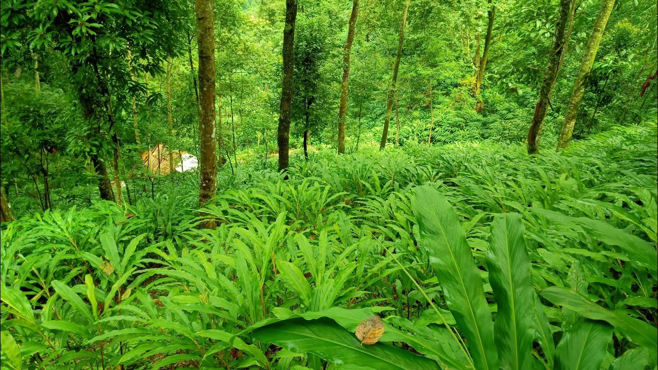 #hortiwithlongdi |Large Cardamon diseases| Threat to Cardamom cultivators #fungal #viral disease