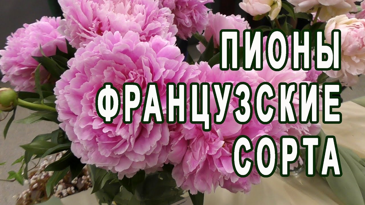 Пионы старинные французские сорта XIX - начала XX века /Выставка "Пионы северной столицы" 2018